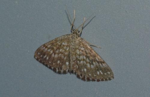 Réf. 259 105 : Scopula tessellaria